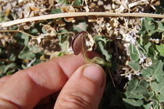 Cory's dutchman's pipe (Aristolochia coryi)