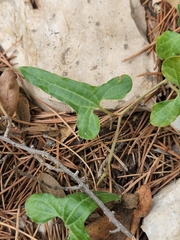 Cory's dutchman's pipe (Aristolochia coryi)