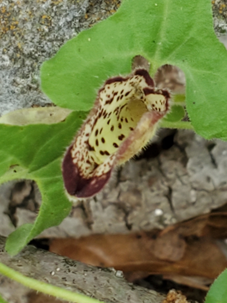 Cory's dutchman's pipe (Aristolochia coryi)