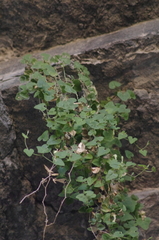 Cory's dutchman's pipe (Aristolochia coryi)
