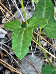 Cory's dutchman's pipe (Aristolochia coryi)
