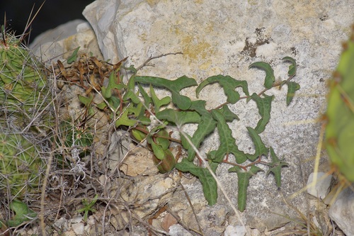 Cory's dutchman's pipe (Aristolochia coryi)