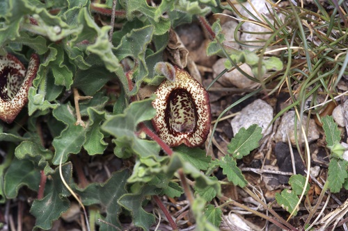 Cory's dutchman's pipe (Aristolochia coryi)