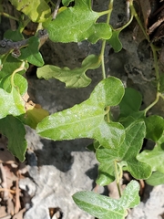 Cory's dutchman's pipe (Aristolochia coryi)