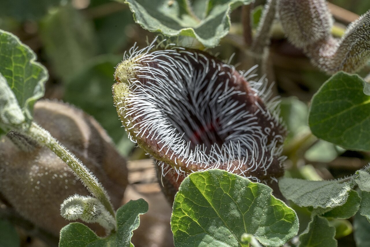 Aristolochia cretica: Aristolochia cretica Cretan Birthwort, Crete