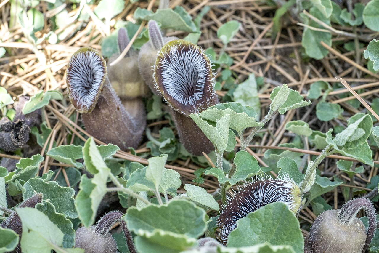 Aristolochia cretica: Aristolochia cretica Cretan Birthwort, Crete