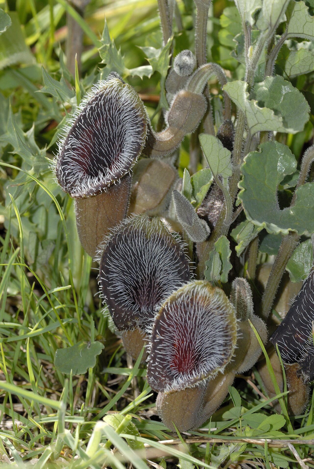 Aristolochia cretica: Aristolochia cretica Lam. (1783) Kato Saktouria/Crete
