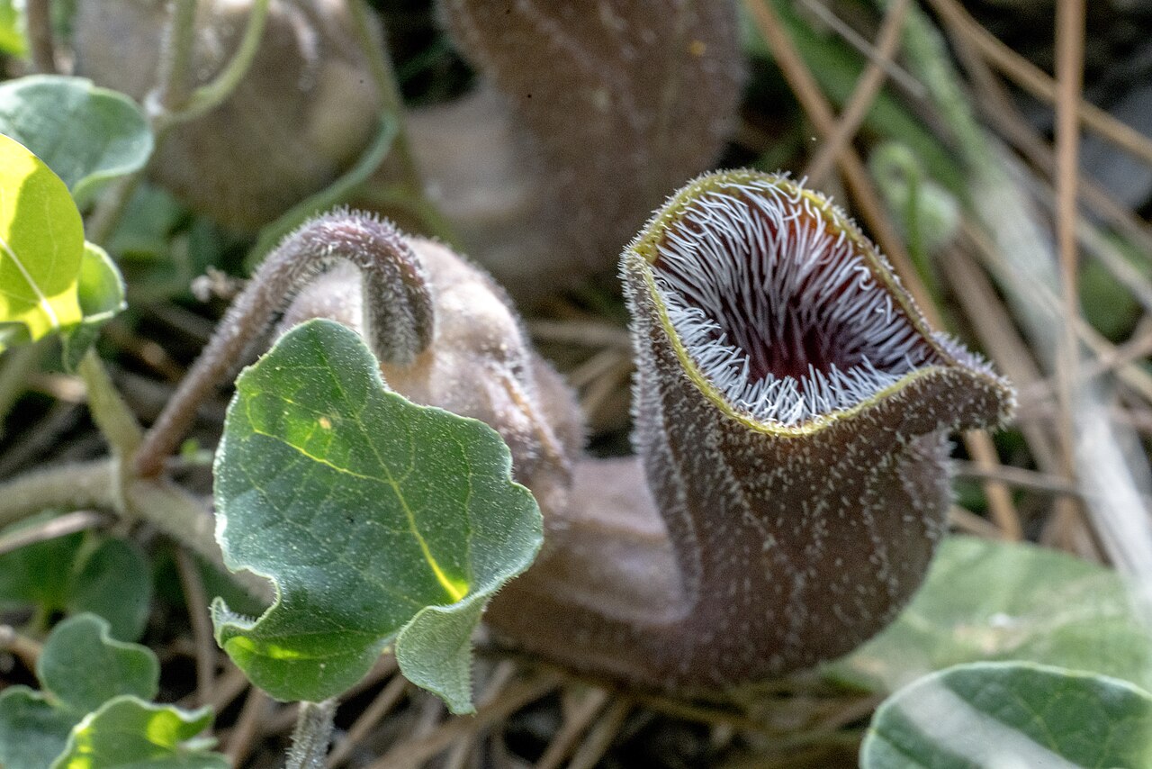 Aristolochia cretica: Aristolochia cretica Cretan Birthwort, Crete