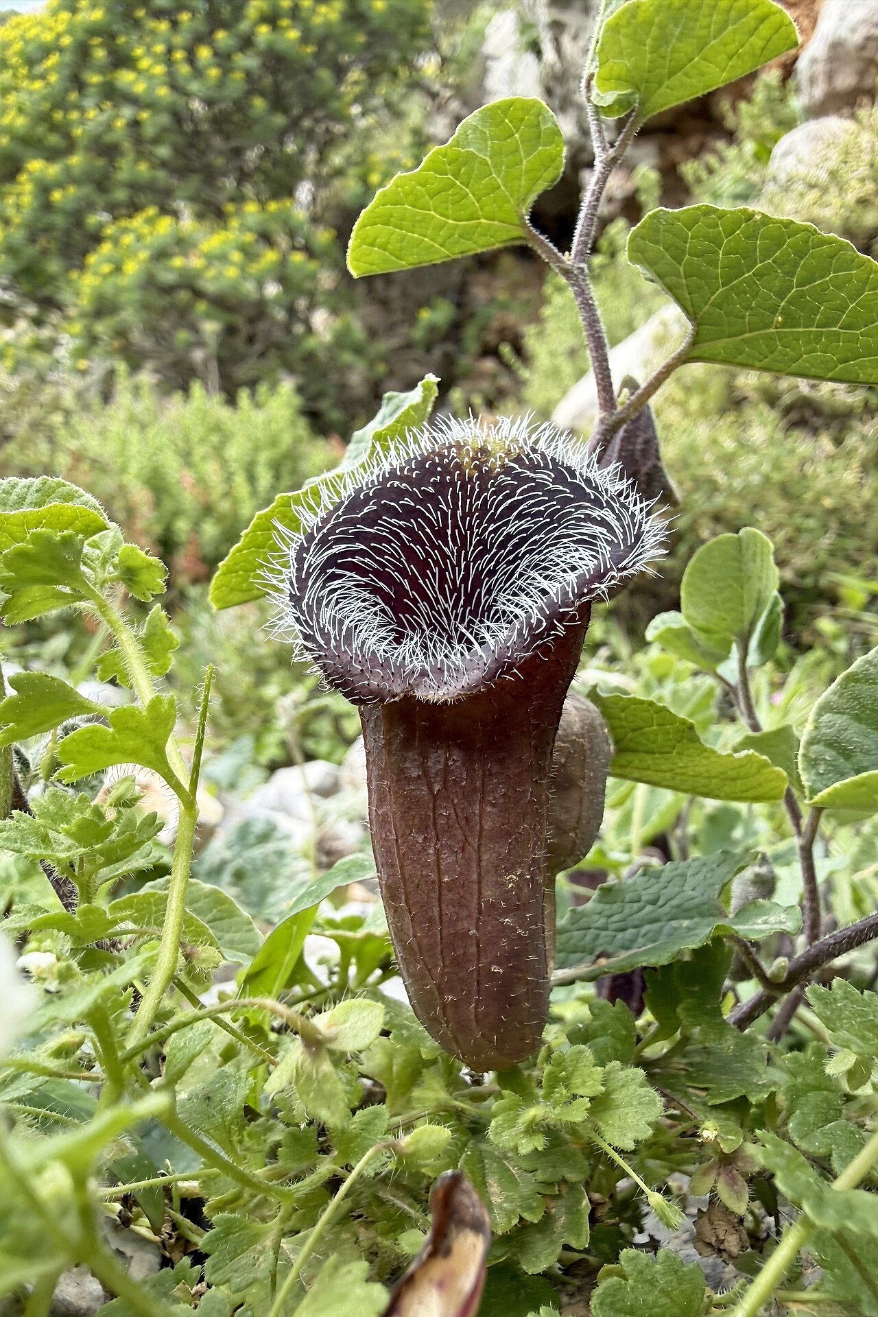 Aristolochia cretica: Aristolochia cretica, endemic to Crete and Karpathos, photographed in a ravine in Northern Karpathos.