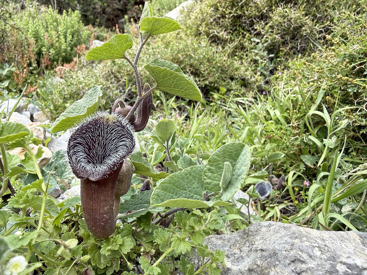 Aristolochia cretica: Aristolochia cretica, endemic to Crete and Karpathos, photographed in a ravine in Northern Karpathos.