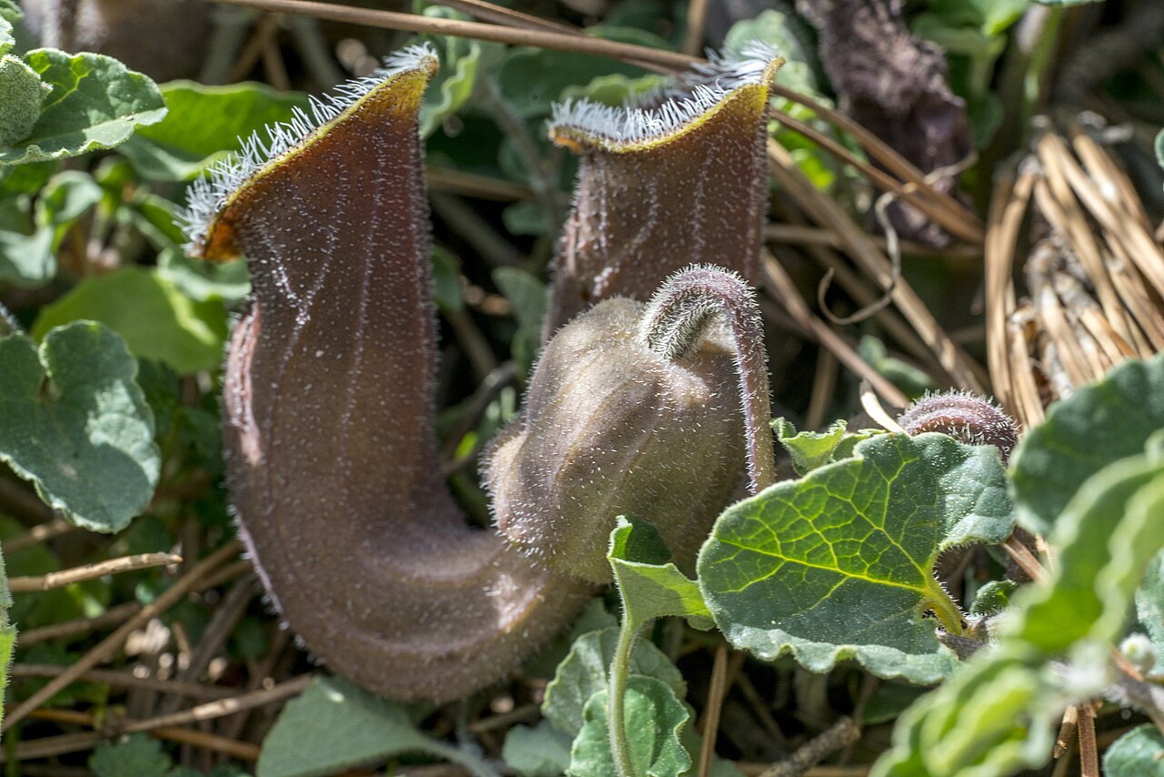 Aristolochia cretica: Aristolochia cretica Cretan Birthwort, Crete