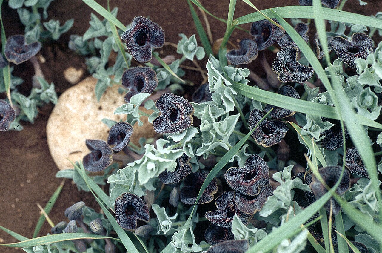 Aristolochia cretica: Aristolochia cretica