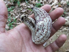 Aristolochia cymbifera (Aristolochia cymbifera)