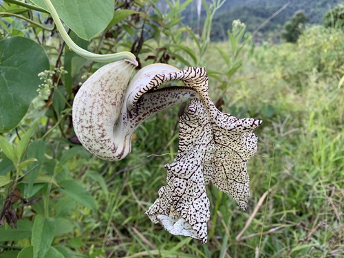 Aristolochia cymbifera (Aristolochia cymbifera)