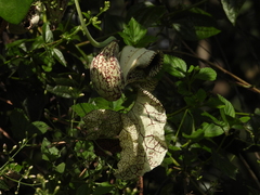 Aristolochia cymbifera (Aristolochia cymbifera)