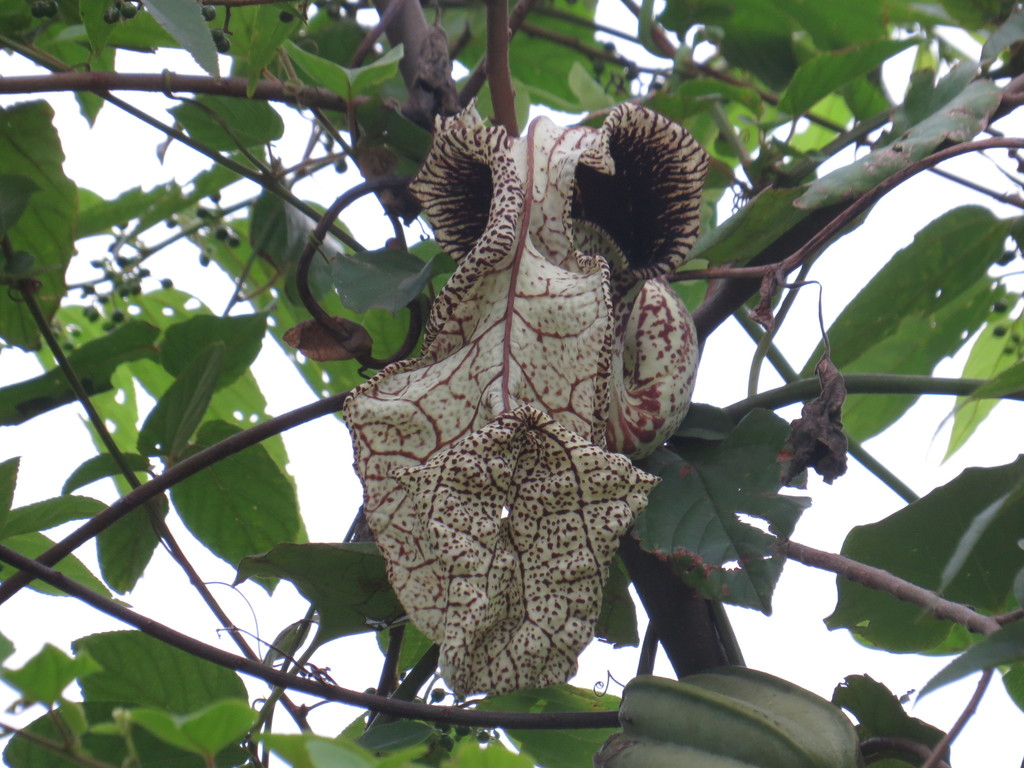 Aristolochia cymbifera (Aristolochia cymbifera)