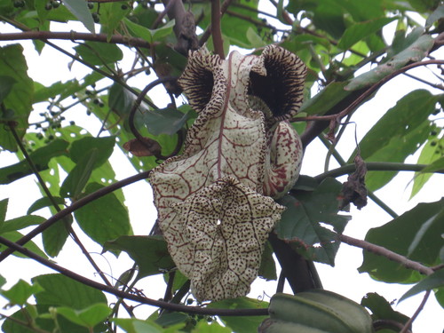 Aristolochia cymbifera (Aristolochia cymbifera)