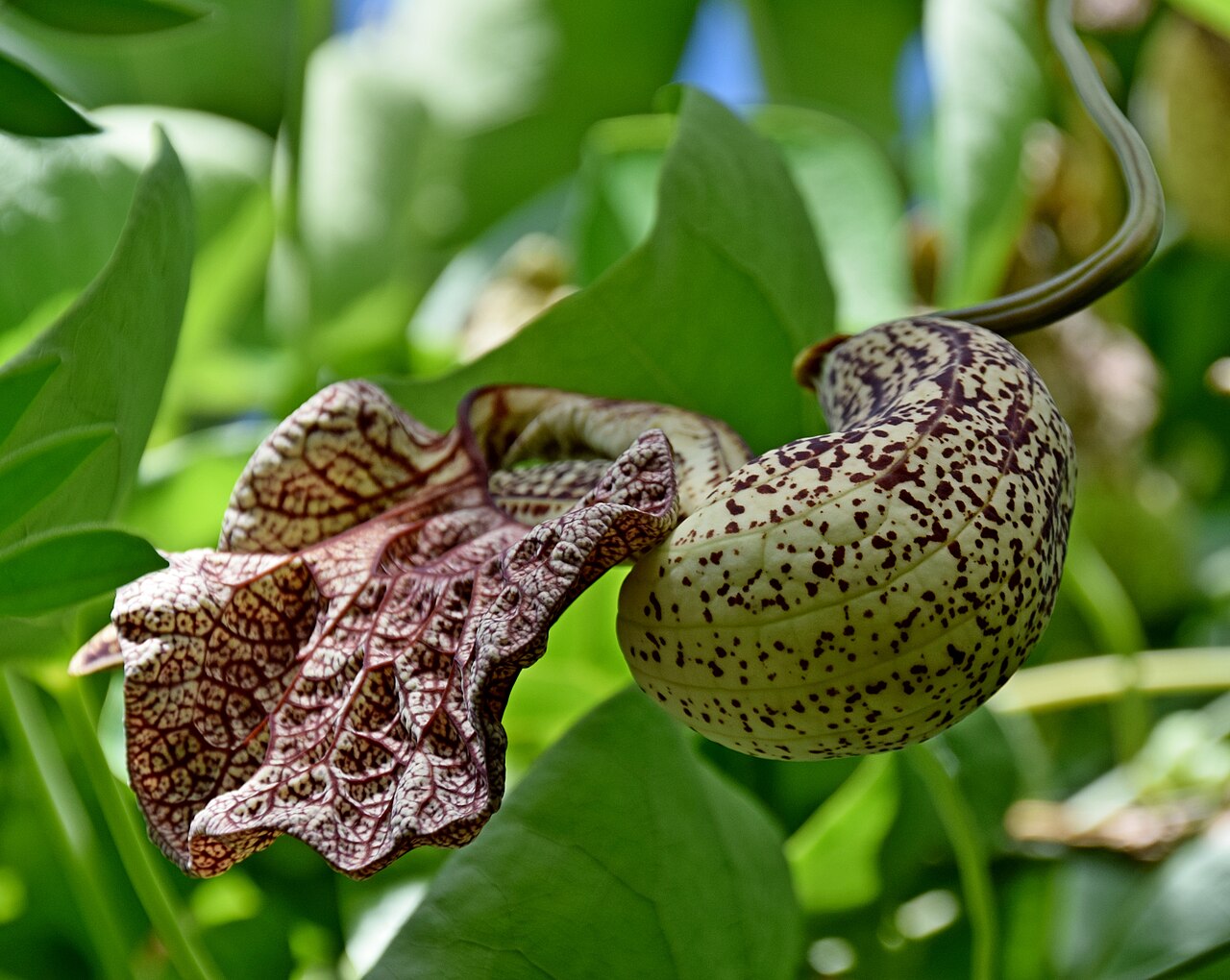 Aristolochia cymbifera: Aristolochia cymbifera in Dunedin Botanic Garden, Dunedin, New Zealand