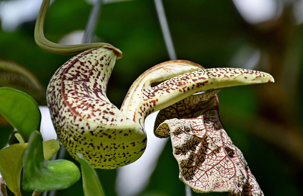 Aristolochia cymbifera: Aristolochia cymbifera in Dunedin Botanic Garden, Dunedin, New Zealand