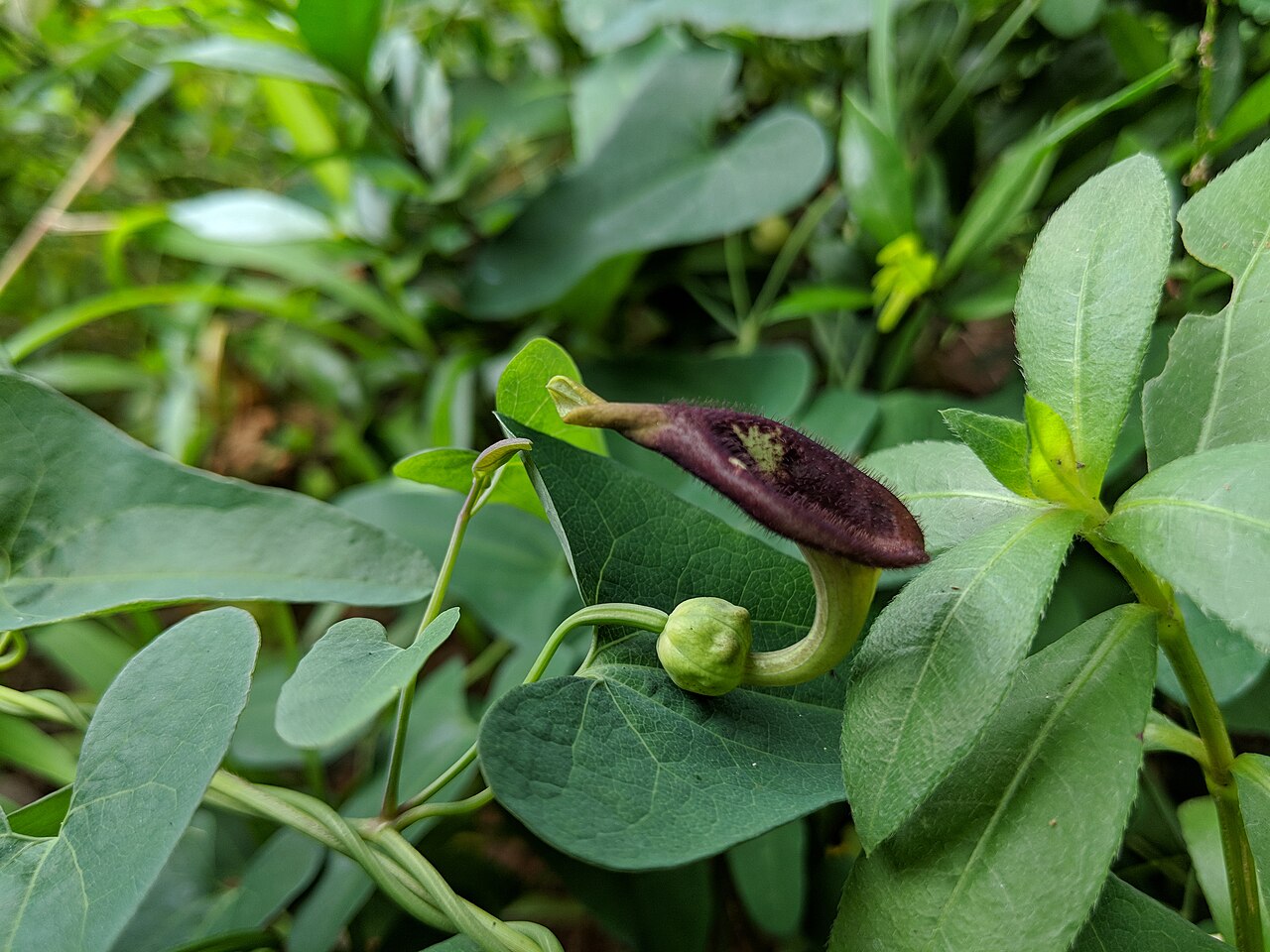 Aristolochia debilis: Aristolochia debilis , photographed in Central China Normal University, Wuhan, Hubei Province, China
