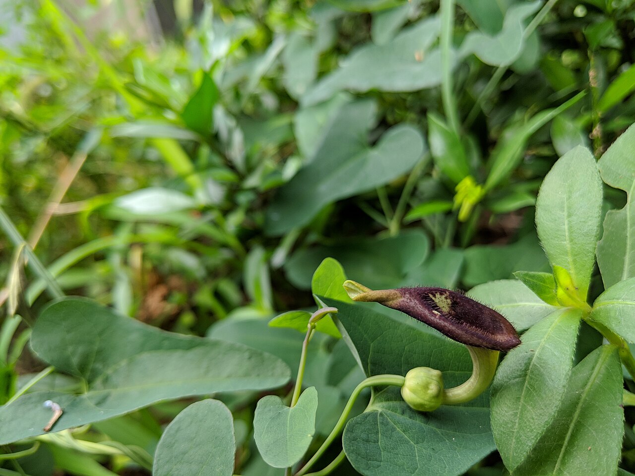 Aristolochia debilis: Aristolochia debilis , photographed in Central China Normal University, Wuhan, Hubei Province, China