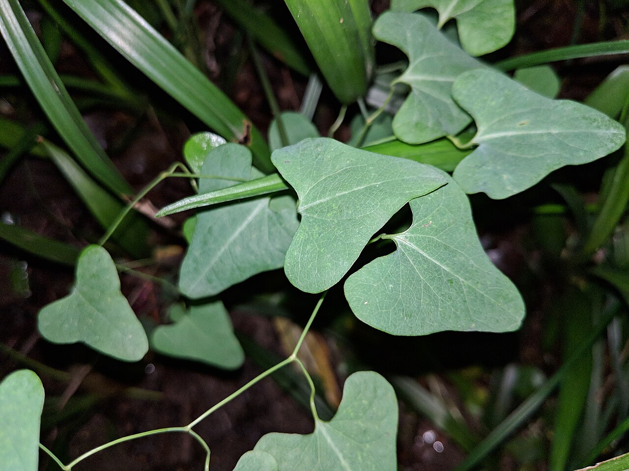 Aristolochia debilis: Aristolochia debilis , photographed in Central China Normal University, Wuhan, Hubei Province, China