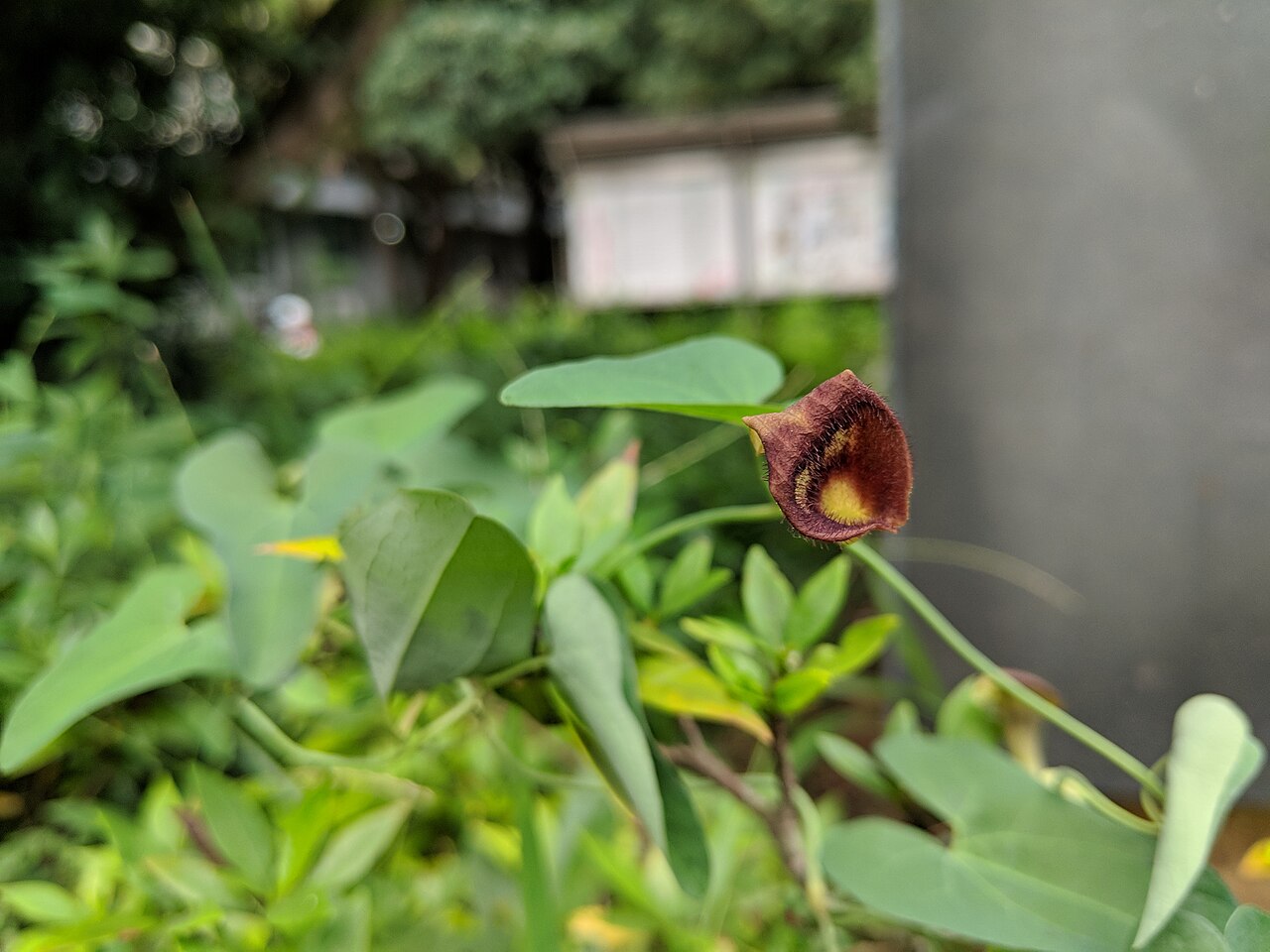 Aristolochia debilis: Aristolochia debilis , photographed in Central China Normal University, Wuhan, Hubei Province, China