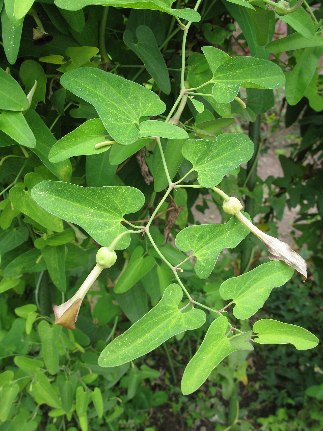 Aristolochia debilis: Aristolochia debilis , Aizu Matsudaira's Royal Garden , Fukushima pref., Japan