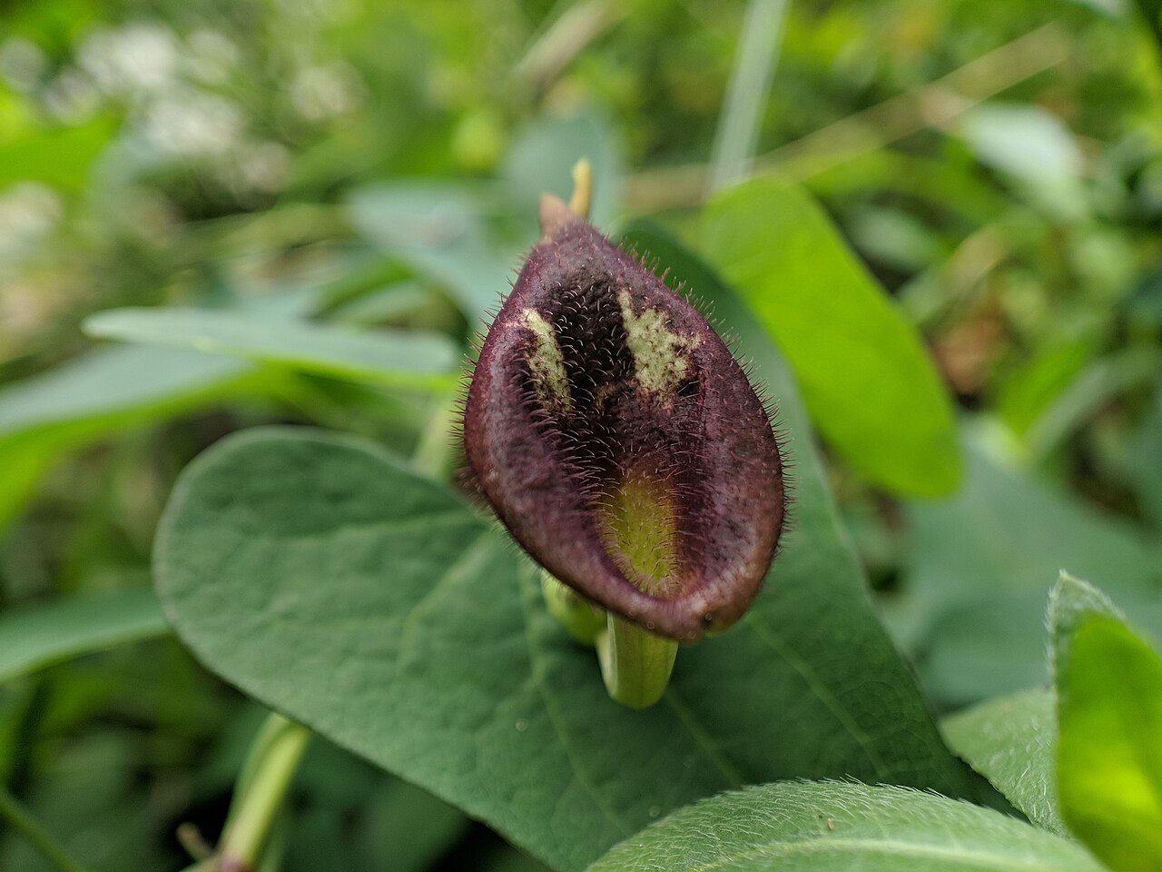 Aristolochia debilis: Aristolochia debilis , photographed in Central China Normal University, Wuhan, Hubei Province, China