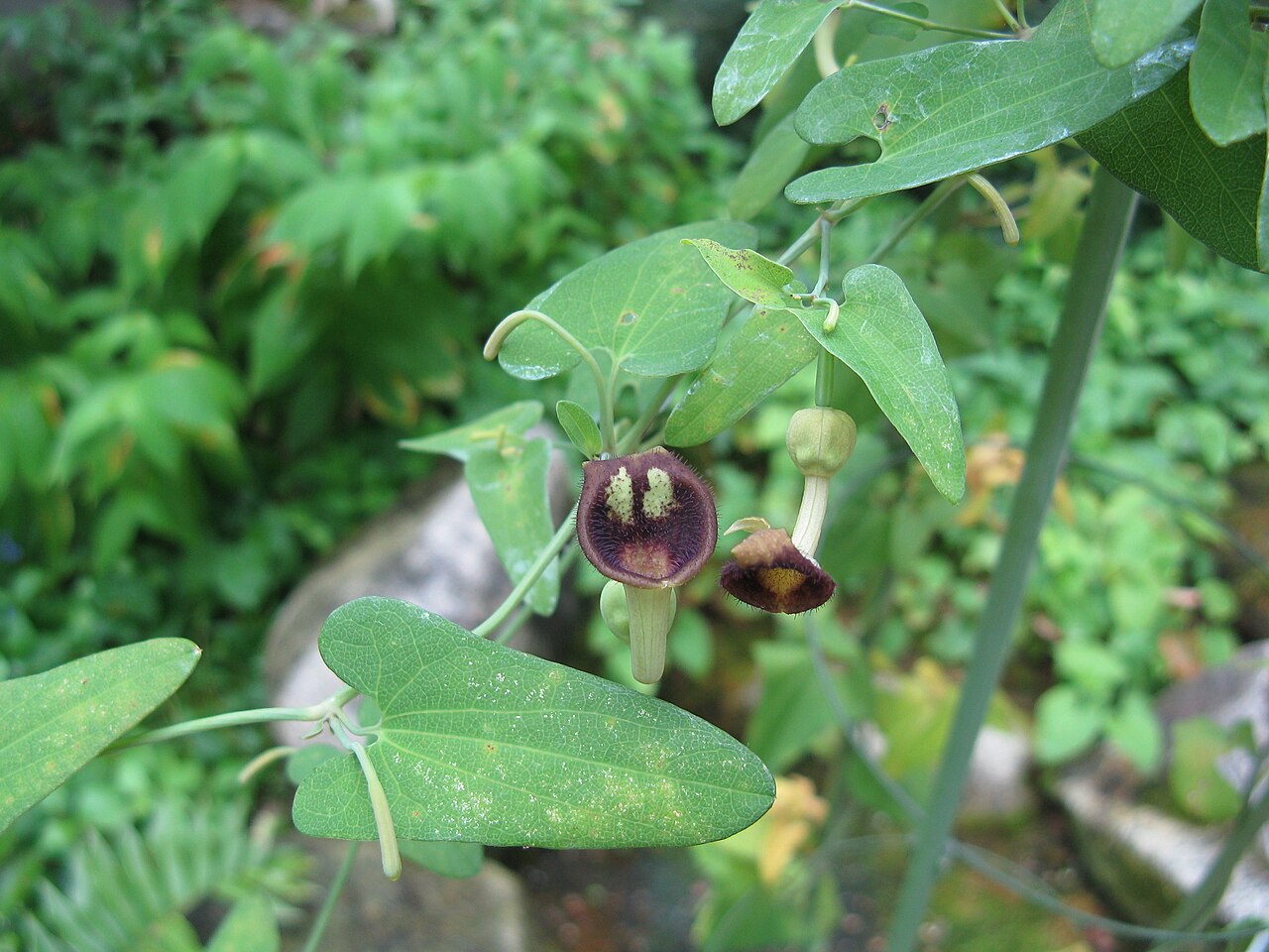 Aristolochia debilis: ウマノスズクサ