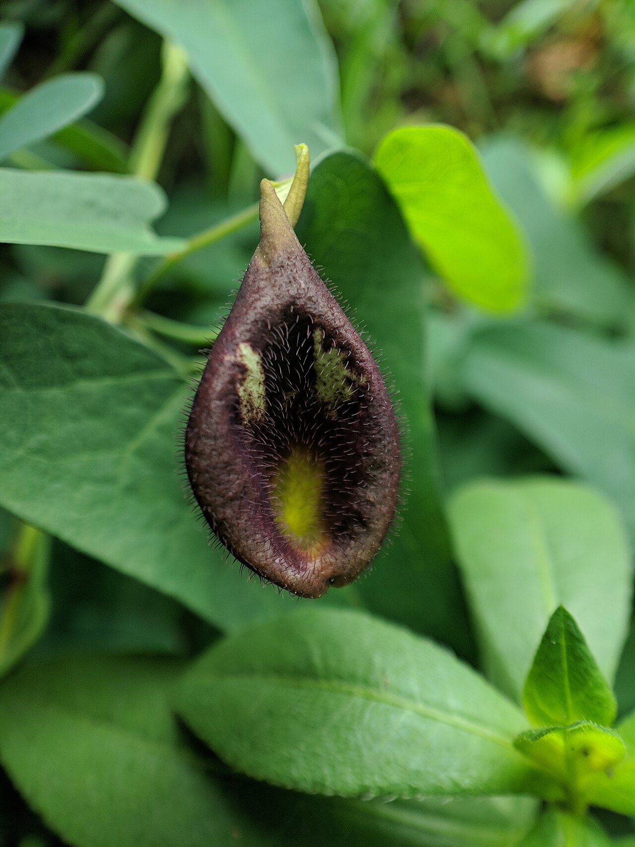 Aristolochia debilis: Aristolochia debilis , photographed in Central China Normal University, Wuhan, Hubei Province, China
