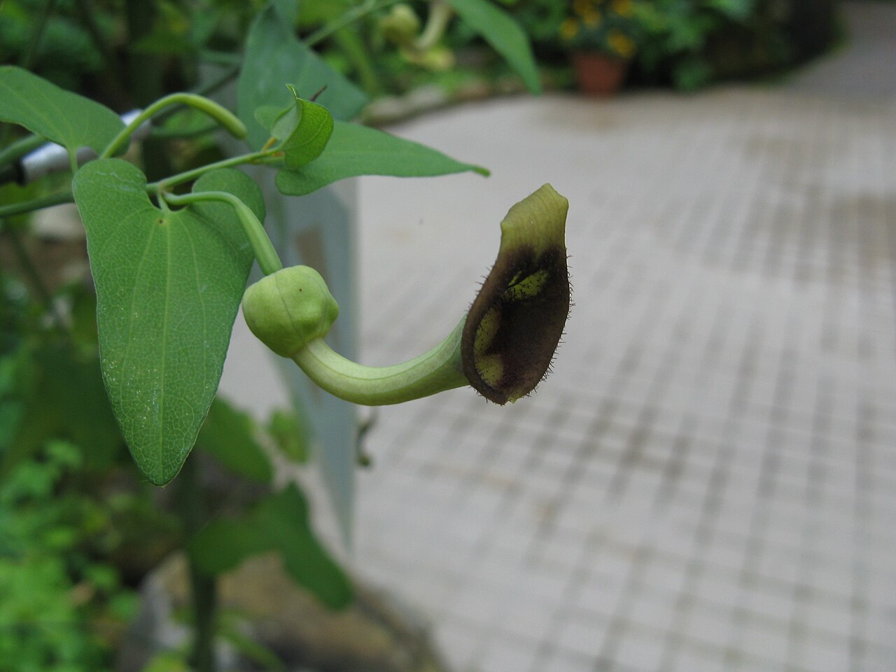 Aristolochia debilis: ウマノスズクサ