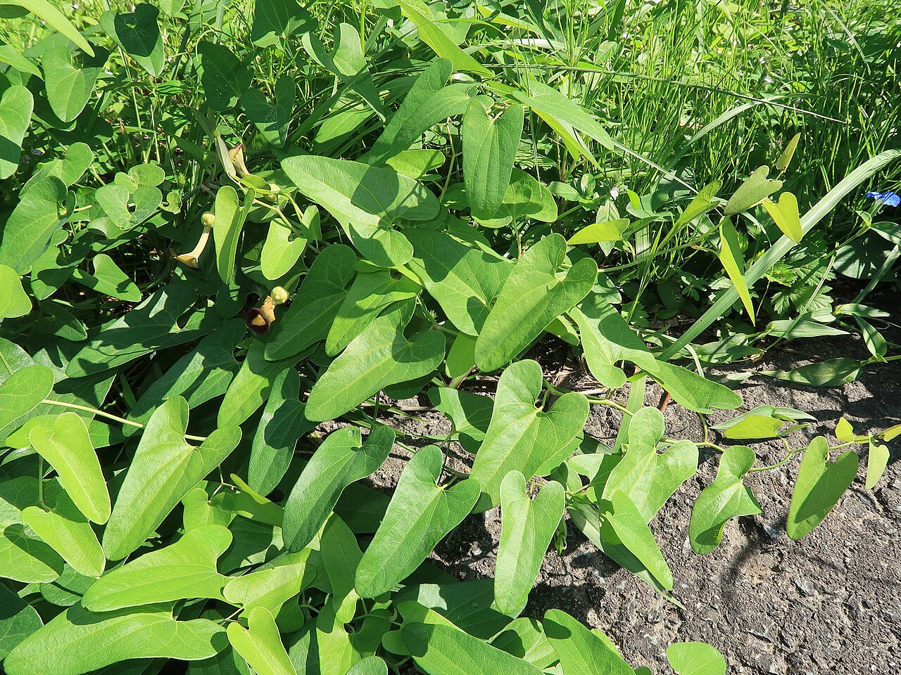 Aristolochia debilis: Aristolochia debilis , Hama-dori area, Fukushima pref., Japan