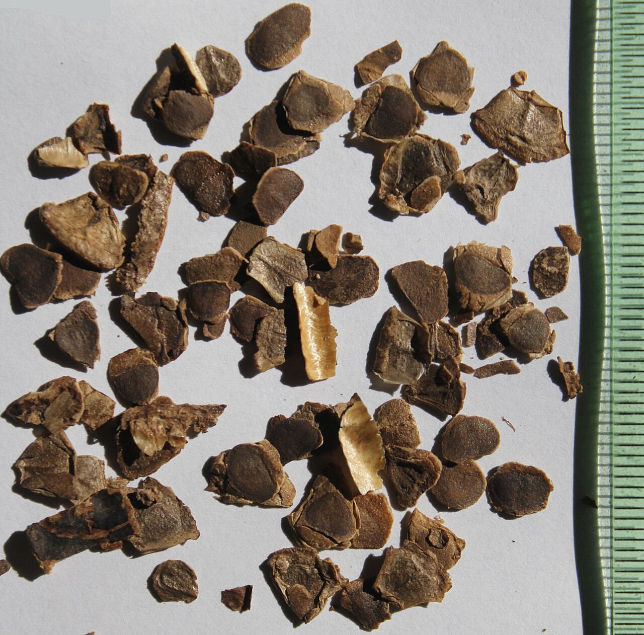 Aristolochia debilis: Aristolochia debilis seeds.