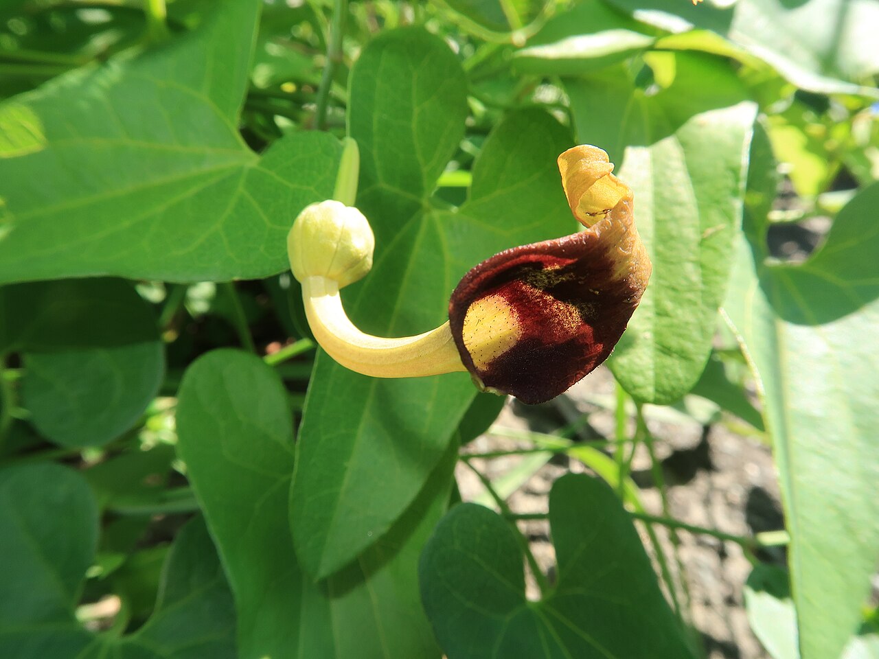 Aristolochia debilis: Aristolochia debilis , Hama-dori area, Fukushima pref., Japan