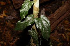 Aristolochia deltantha (Aristolochia deltantha)