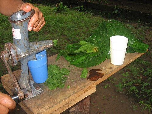 Aristolochia didyma: molido de hojas de Yawar Panga (Aristolochia didyma) para purga, preparación en el Centro Takiwasi
