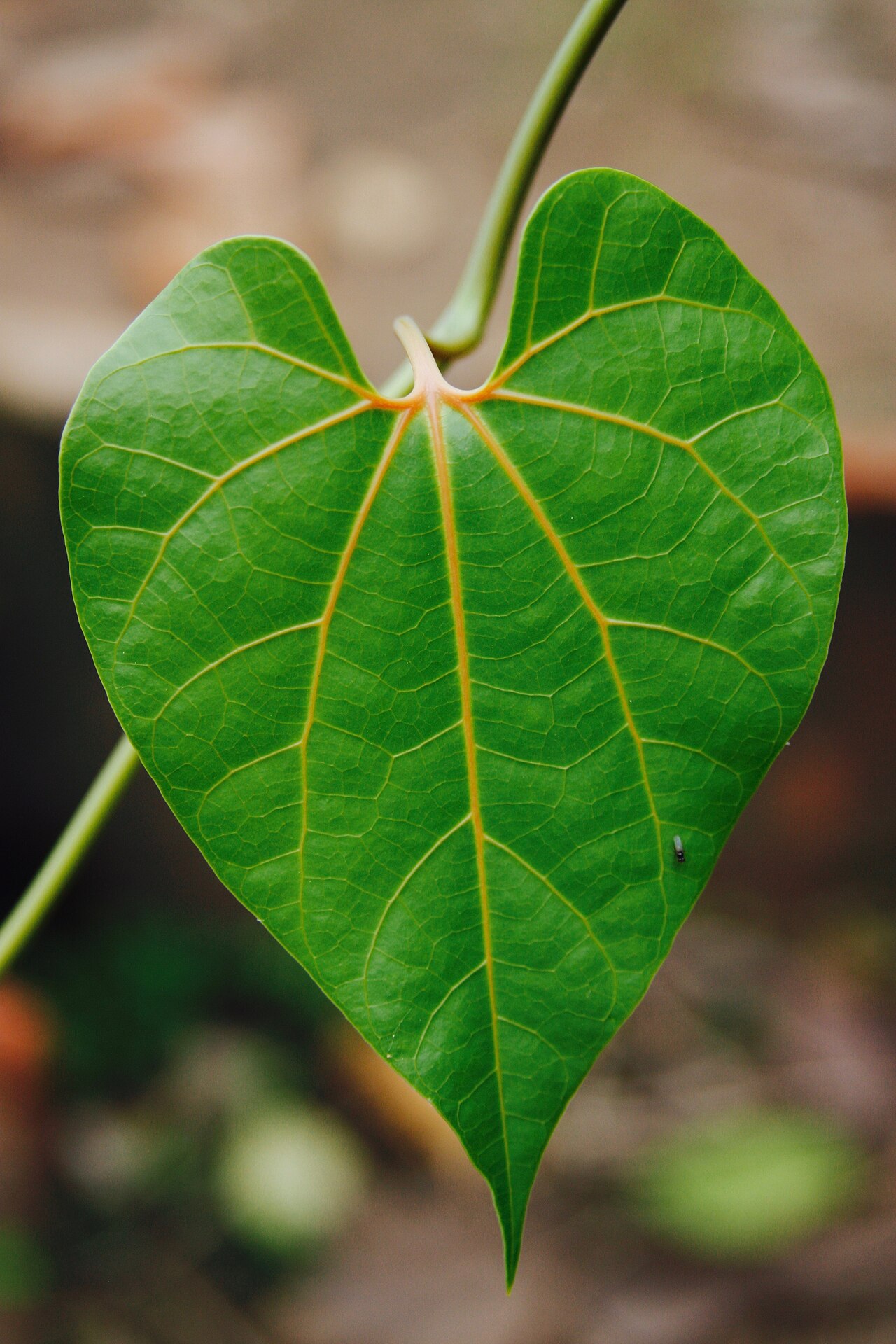 Aristolochia didyma: Hoja de yawar panga (Maytenus macrocarpa) del Jardín Botánico del Centro Takiwasi, Tarapoto, Perú. La yawar panga es utilizada dentro de la medicina tradicional
