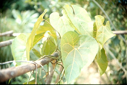 Aristolochia didyma: Hojas de Yawar Panga (Aristolochia didyma), jardín botánico del Centro Takiwasi