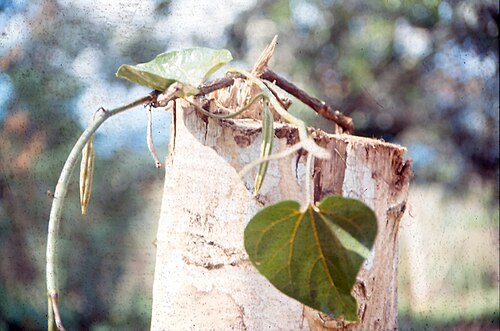 Aristolochia didyma: Hoja y rama de Yawar Panga (Aristolochia didyma), jardín botánico del Centro Takiwasi