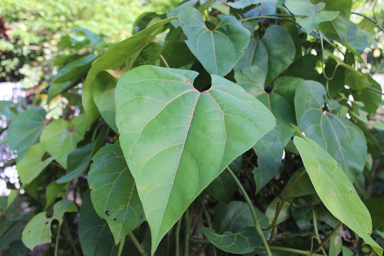 Aristolochia didyma: Hoja de yawar panga (Aristolochia didyma) del Jardín Botánico del Centro Takiwasi, Tarapoto, Perú. La yawar panga es utilizada dentro de la medicina tradicional
