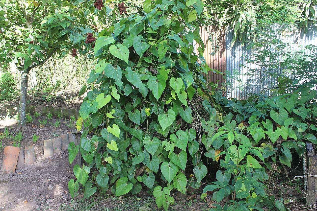 Aristolochia didyma: Yawar panga (Aristolochia didyma) del Jardín Botánico del Centro Takiwasi, Tarapoto, Perú. La yawar panga es utilizada dentro de la medicina tradicional amazóni