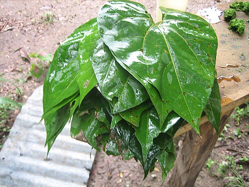 Aristolochia didyma: Hojas lavadas de Yawar panga (Aristolochia didyma), Centro Takiwasi