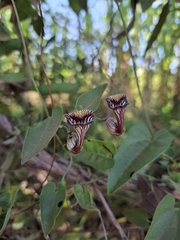Aristolochia disticha (Aristolochia disticha)
