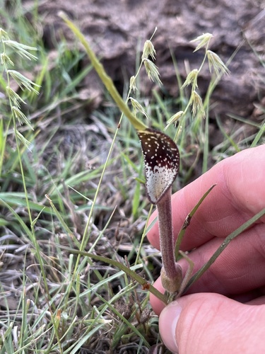 Swanflower (Aristolochia erecta)
