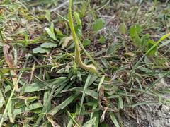Swanflower (Aristolochia erecta)