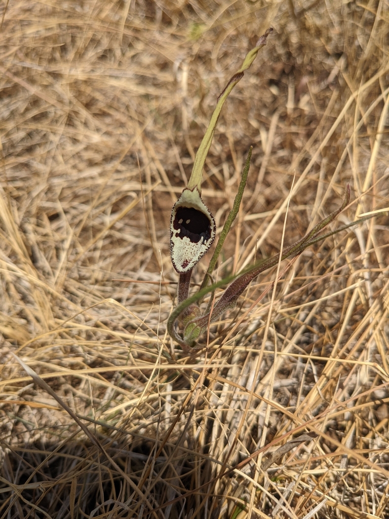 Swanflower (Aristolochia erecta)