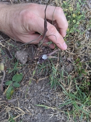 Swanflower (Aristolochia erecta)