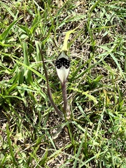 Swanflower (Aristolochia erecta)