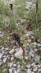 Swanflower (Aristolochia erecta)